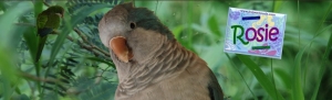 Rosie-2