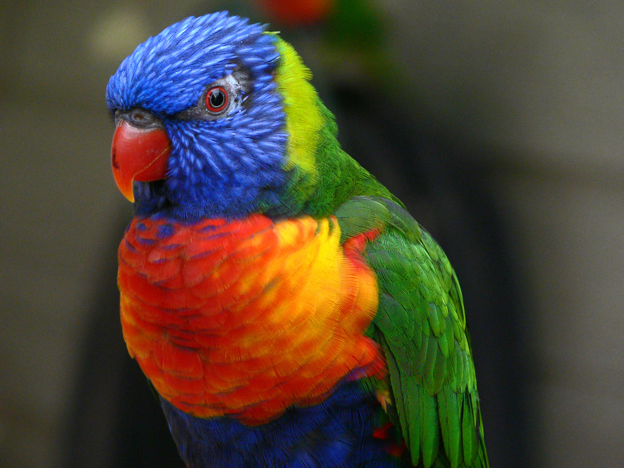 Le loriquet arc-en-ciel – Perroquetsecours