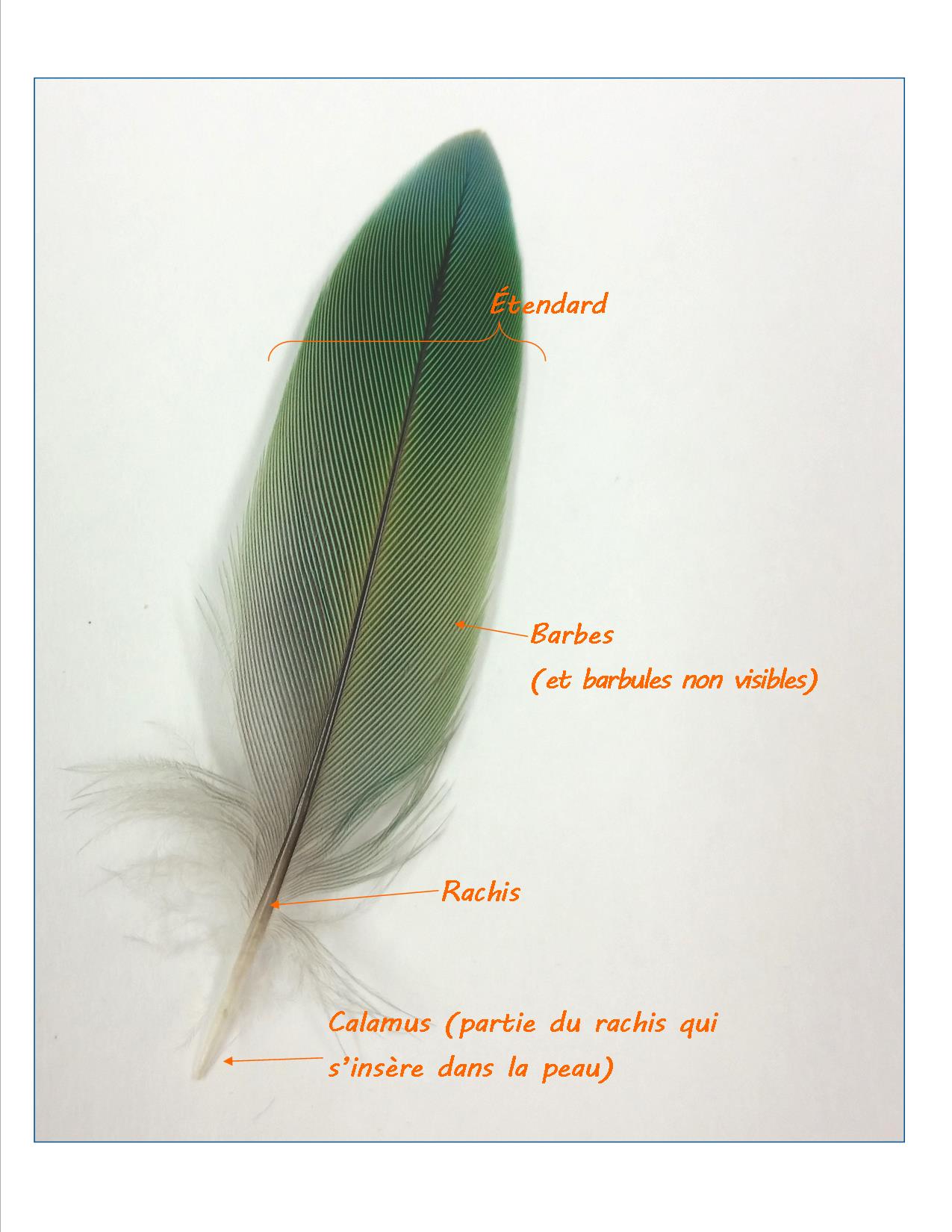 Les plumes Perroquetsecours