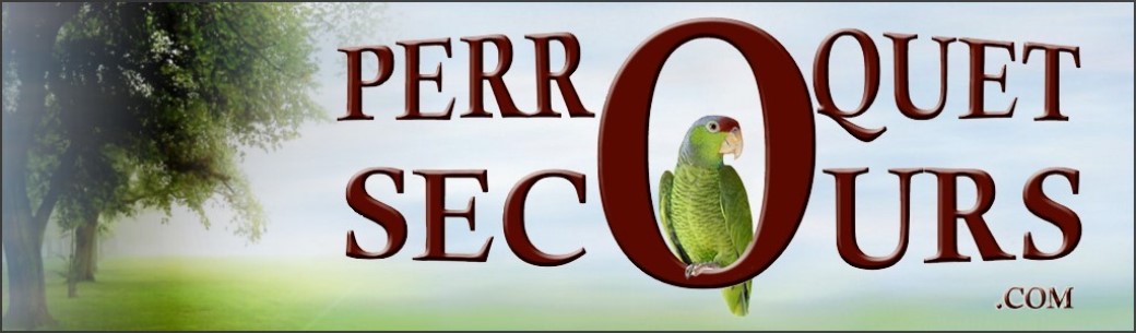 Ottawa Parrot Club Meetings Perroquetsecours