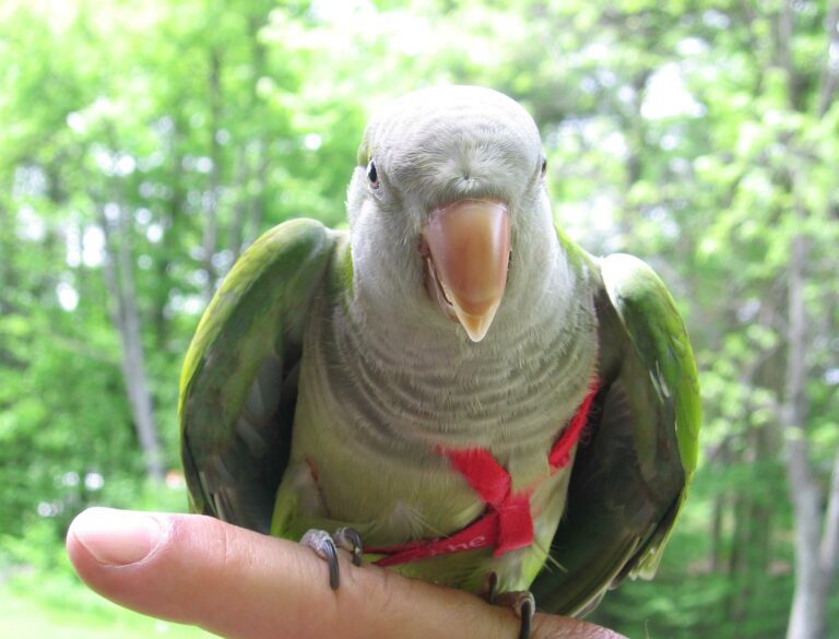 Perruche-moine-quaker-appartenant-à-Jojo-3-ok