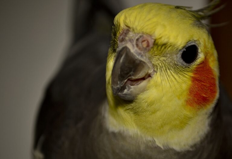 004-A-murielle-19-ok-1024x703