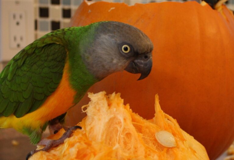 10-b-ok-shamane-11-ok-1024x701