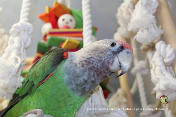 2026-03-07 - Josée Dubreuil