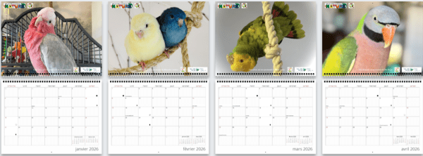 Calendrier mural grand format 2026 (french only) – Image 2