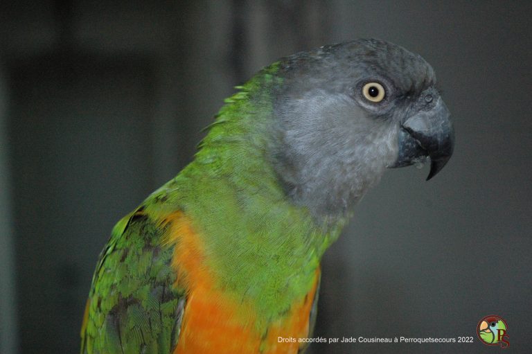 DSC_3040-Jade Cousineau-2022