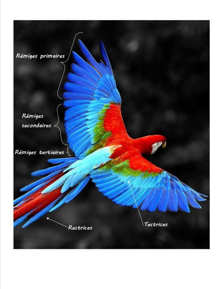 IllustrationplumagePS4