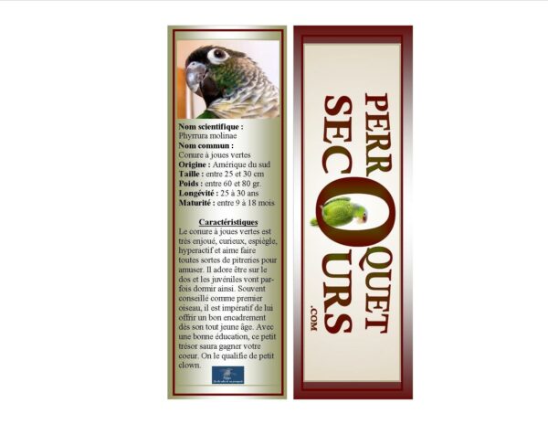 03-signet conure à joues vertes (french only)