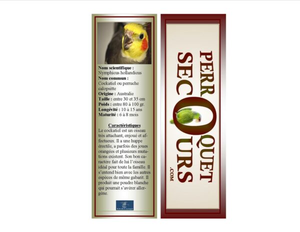 07-signet cockatiel (french only)
