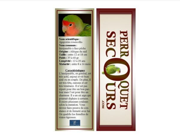 09-signet inséparable à face pêche (french only)
