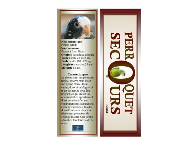 12-signet pionus à front blanc (french only)