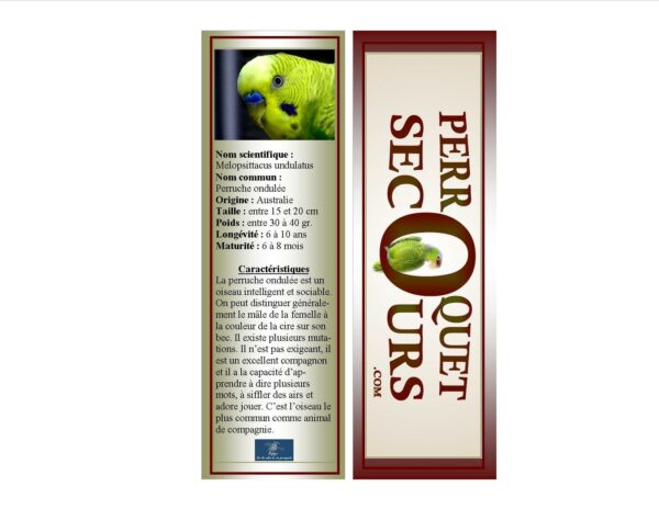 19-signet perruche ondulée (french only)