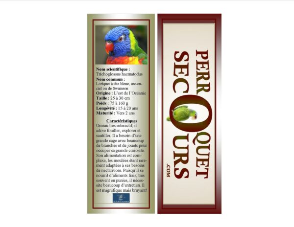 24-signet loriquet à tête bleue (french only)