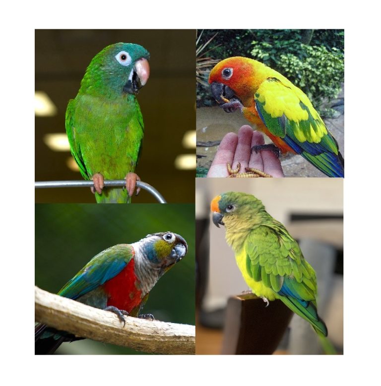 Montage conure