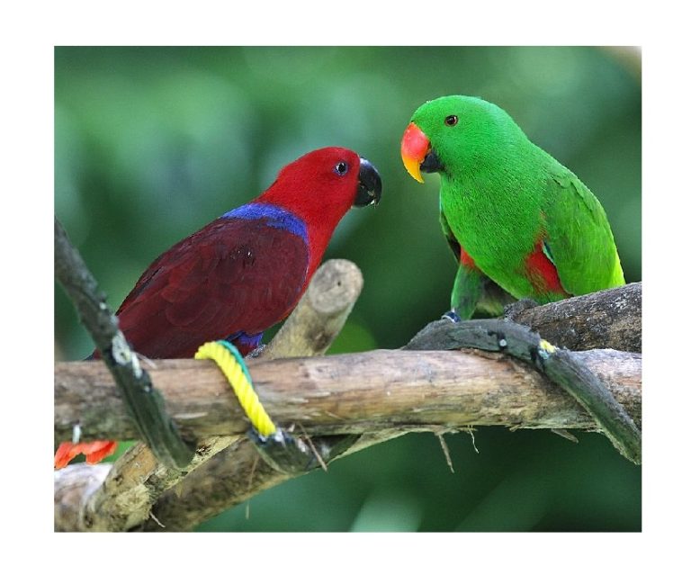 Montage eclectus
