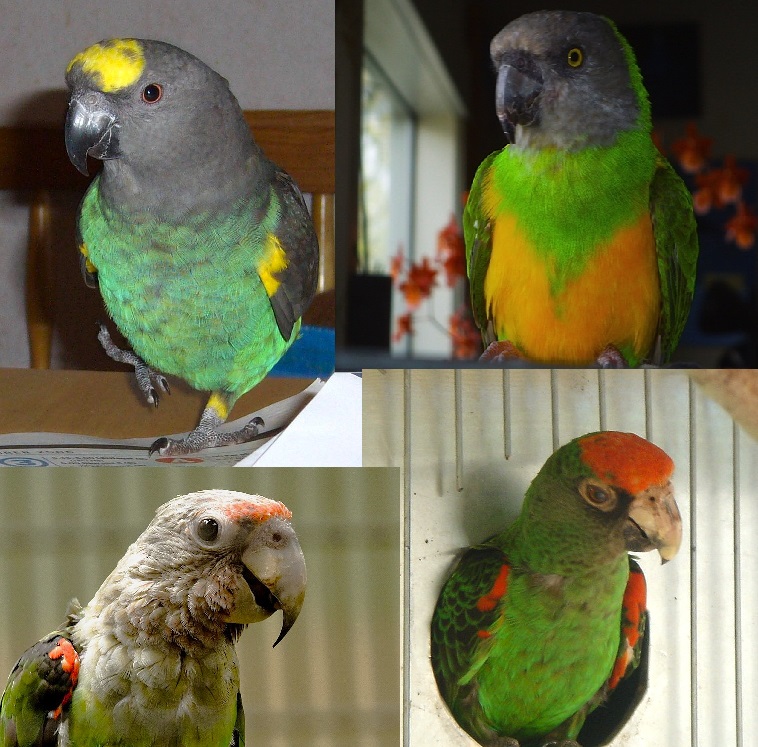 Montage poicephalus