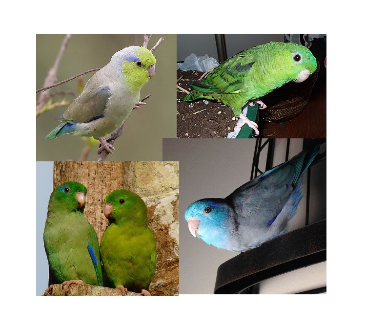 Montage touis
