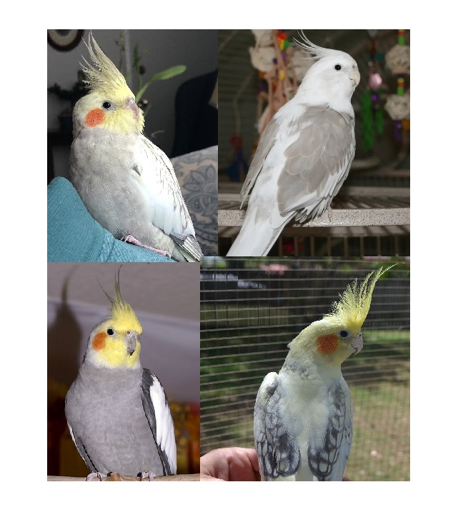 Montage cockatiel