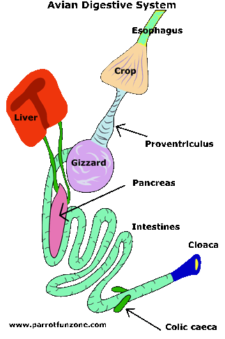 digestion pfz