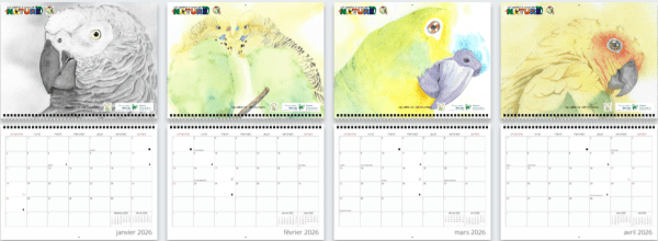 Calendrier mural grand format ÉDITION SPÉCIALE 2026 (french only) – Image 2