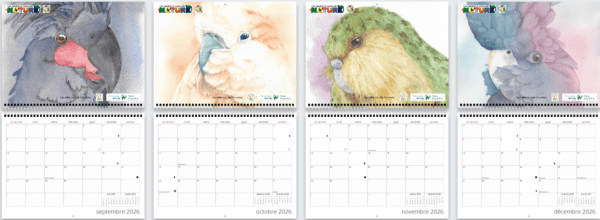 Calendrier mural grand format ÉDITION SPÉCIALE 2026 (french only) – Image 4