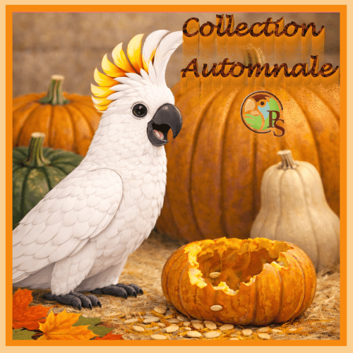 Collection Automnale