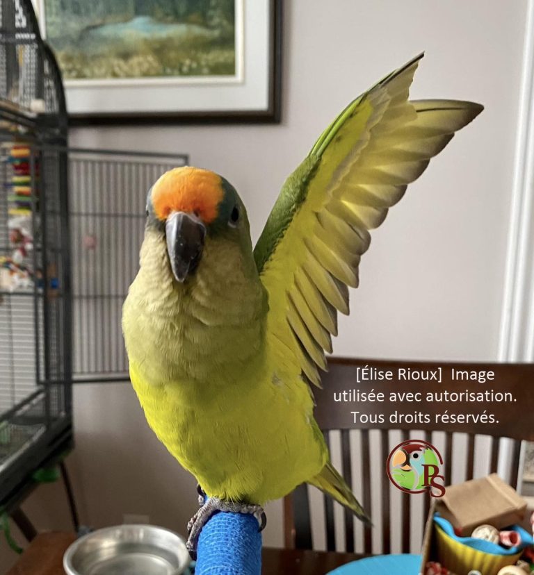 conure Élise-2