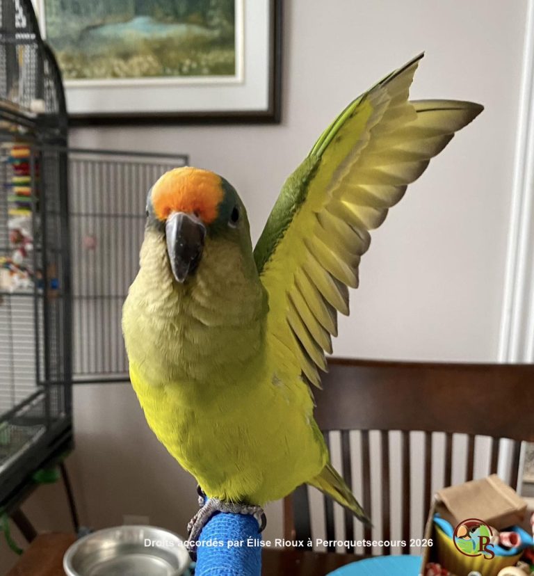 conure Élise-2