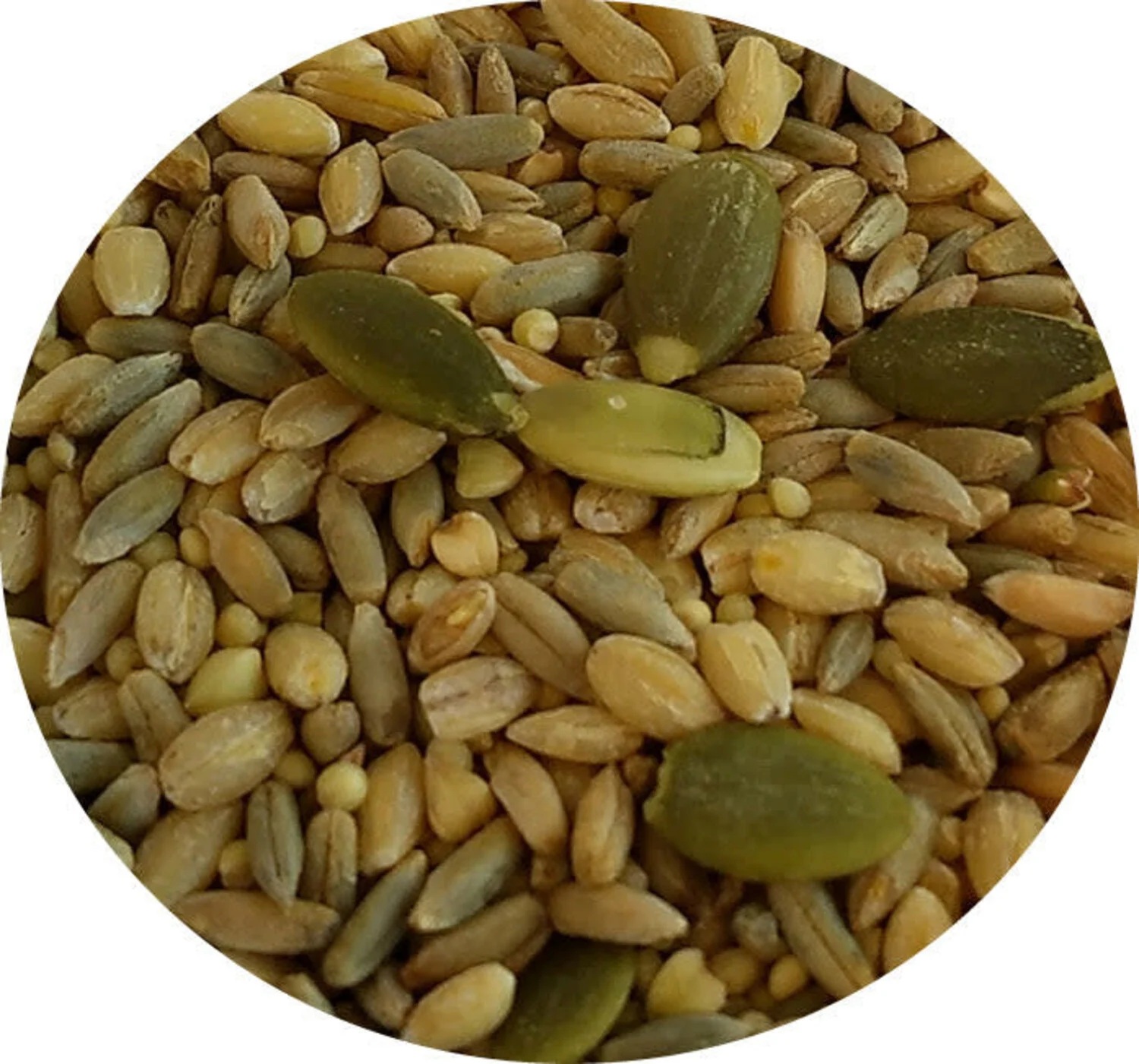TOP's All-in-One Seed Mix (1LB) - Image 2