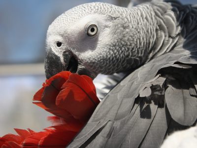 00(couverture)036-shamane (2)