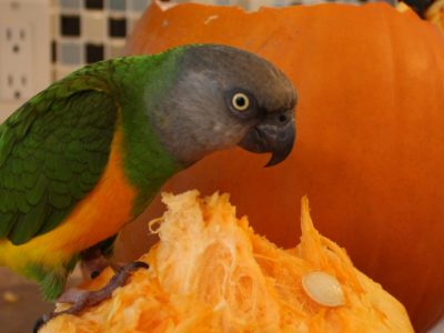 10-b-ok-shamane-11-ok-1024x701