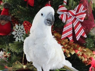 12-Janvier-2015-068-2