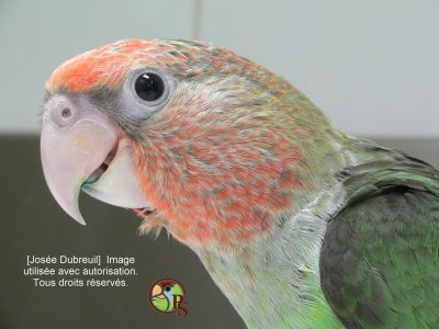 2026-03-15 - Josée Dubreuil