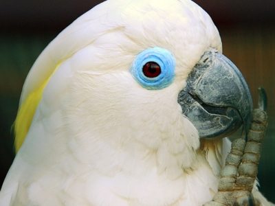 Cacatua_ophthalmica_-Vogelpark_Walsrode_-upper_body-8a