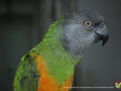 DSC_3040-Jade Cousineau-2022