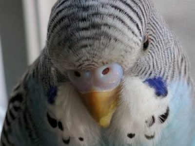 IMG_20170413_185959-Copie-300x238