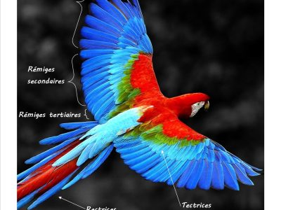 IllustrationplumagePS4