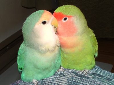 Inséparables peach face appartenant à Murielle