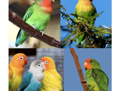 Montage Inseparable