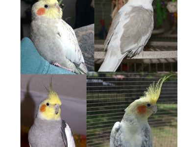 Montage cockatiel
