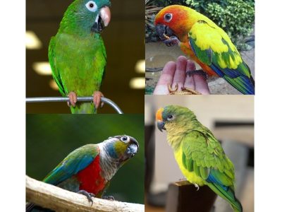 Montage conure
