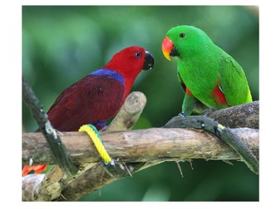 Montage eclectus