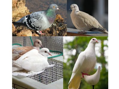 Montage pigeon
