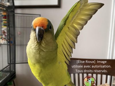 conure Élise-2