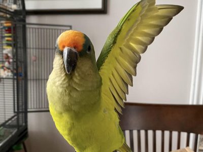 conure Élise-2