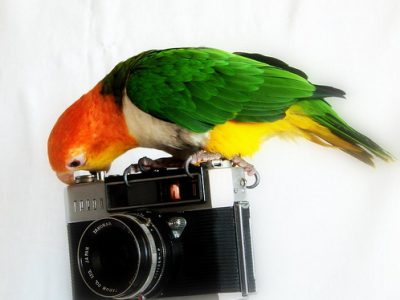 parrot